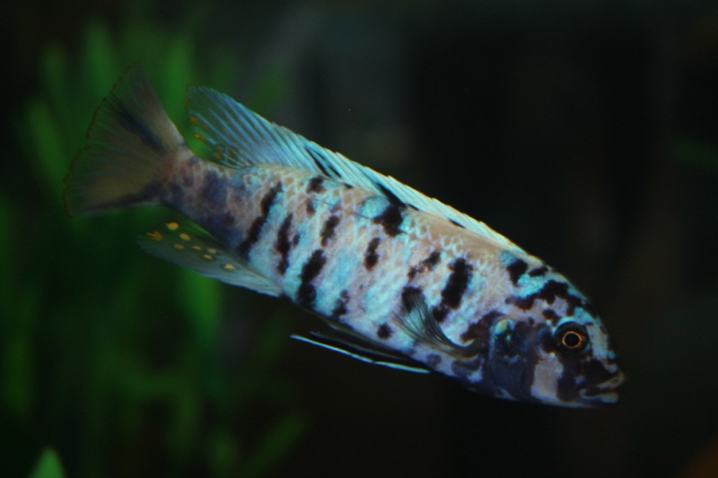 Maylandia tarakiki 'Mbamba Bay'